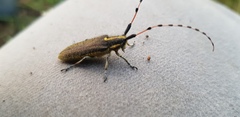 Agapanthia pustulifera