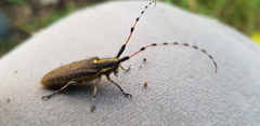 Agapanthia pustulifera