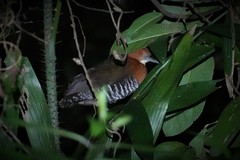 Rallina eurizonoides