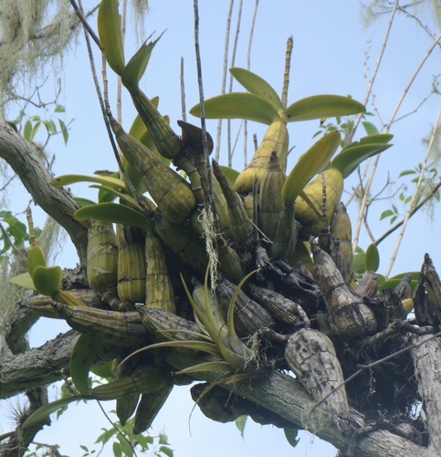 Myrmecophila humboldtii, photograph 3