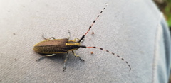 Agapanthia pustulifera