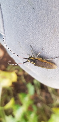 Agapanthia pustulifera