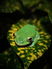 Zhangixalus taipeianus