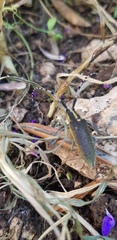 Agapanthia pustulifera