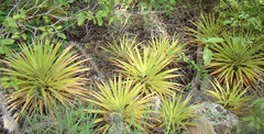 Bromelia humilis