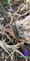 Agapanthia pustulifera