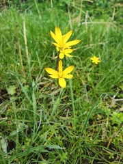 Gagea lutea