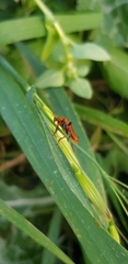 Cantharis melaspoides