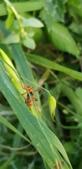 Cantharis melaspoides