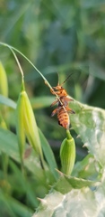 Cantharis melaspoides