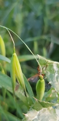 Cantharis melaspoides