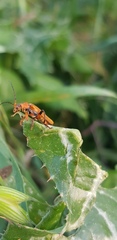 Cantharis melaspoides