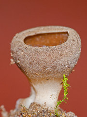 Dissingia leucomelaena