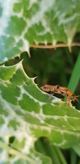 Cantharis melaspoides
