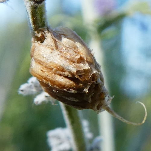 Mediterranean Conehead Mantis