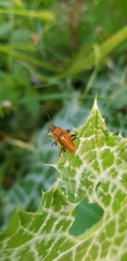 Cantharis melaspoides