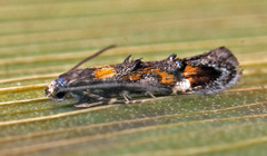 Mompha raschkiella