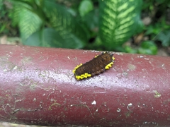 Gynautocera rubriscutellata