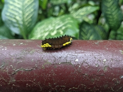 Gynautocera rubriscutellata