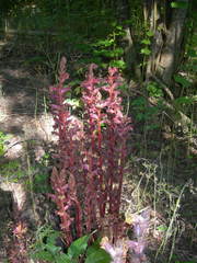 Orobanche laxissima