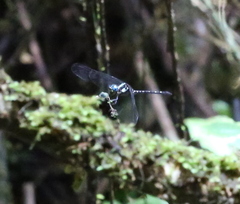 Neodythemis trinervulata