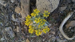 Physaria acutifolia