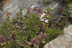 Thymus altaicus