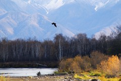 Corvus corax kamtschaticus