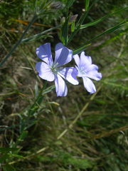 Linum nervosum