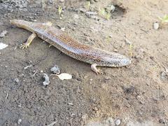 Chalcides ocellatus