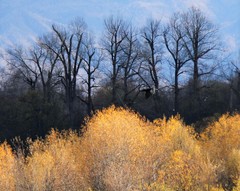 Corvus corax kamtschaticus