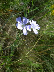 Linum nervosum