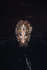 Cyclosa confusa