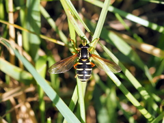 Xanthogramma citrofasciatum