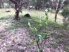 Rostellularia obtusa