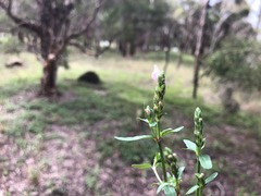 Rostellularia obtusa