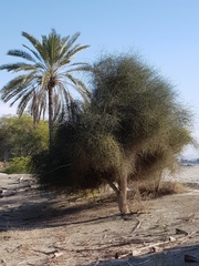 Haloxylon