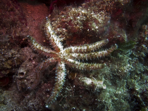 White Sea Star, photo 7 of 7