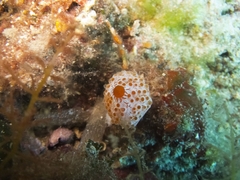 Aplidium elegans