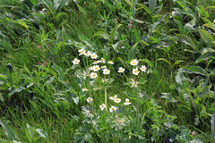 Anemonastrum biarmiense