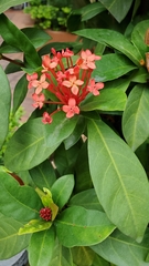 Ixora chinensis
