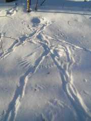 Aves