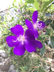 Pleroma semidecandrum