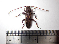 Phacodes