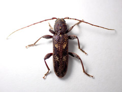 Phacodes