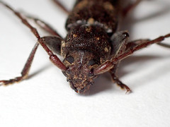 Phacodes