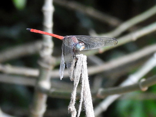 Asian Blood Tail photo 4