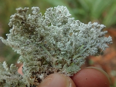 Sphaerophorus stereocauloides