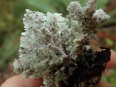 Sphaerophorus stereocauloides
