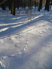 Aves